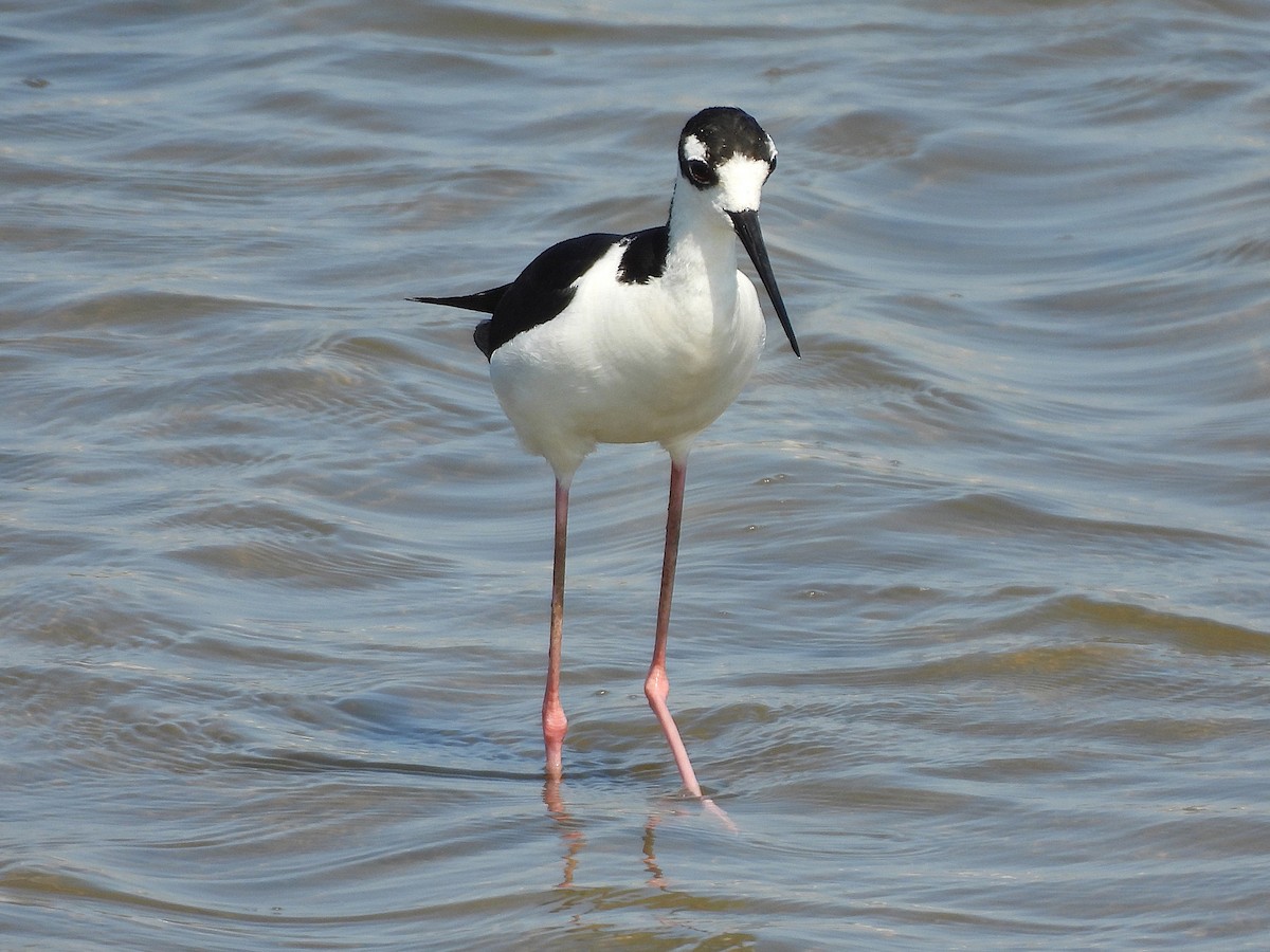 Black-necked Stilt - ML638765479