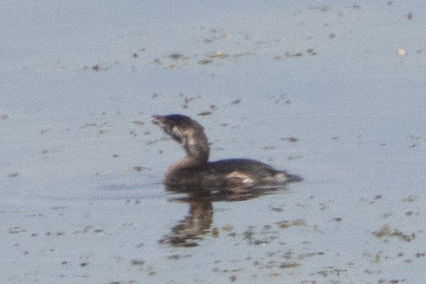 Pied-billed Grebe - ML638765481
