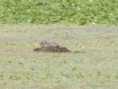 Pied-billed Grebe - ML638765484