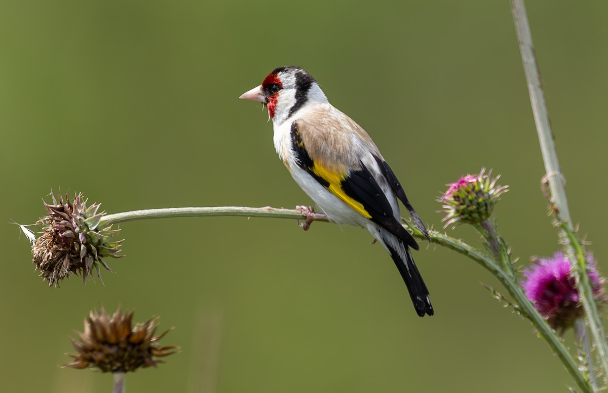 European Goldfinch - ML638765485