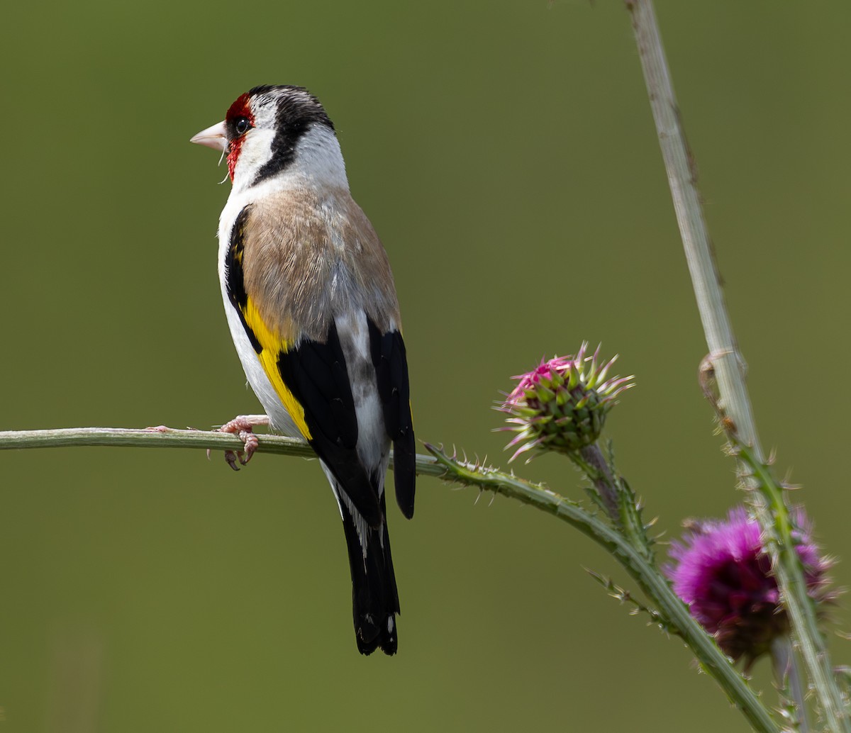 European Goldfinch - ML638765486