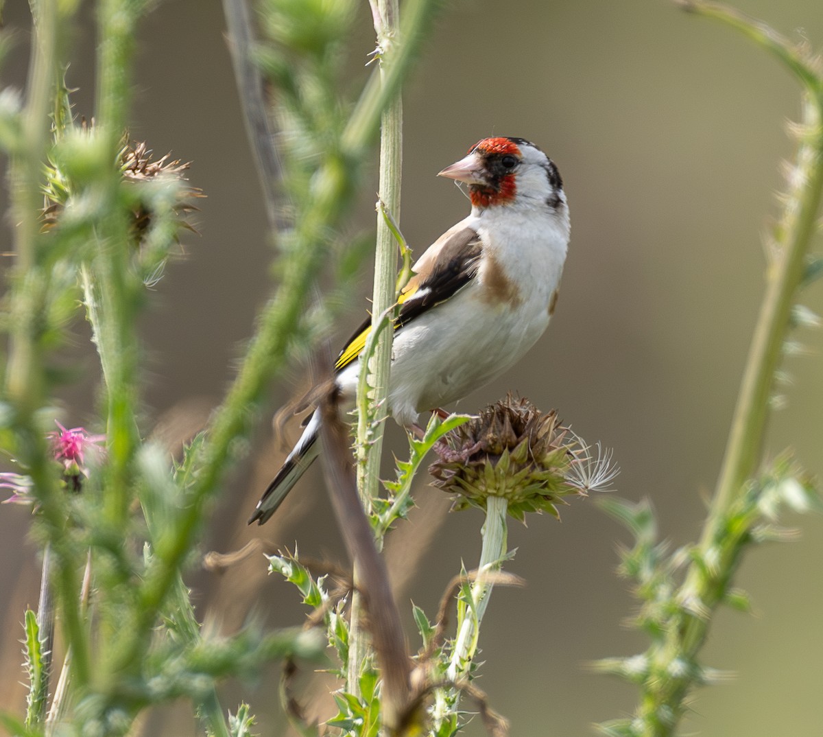 European Goldfinch - ML638765488
