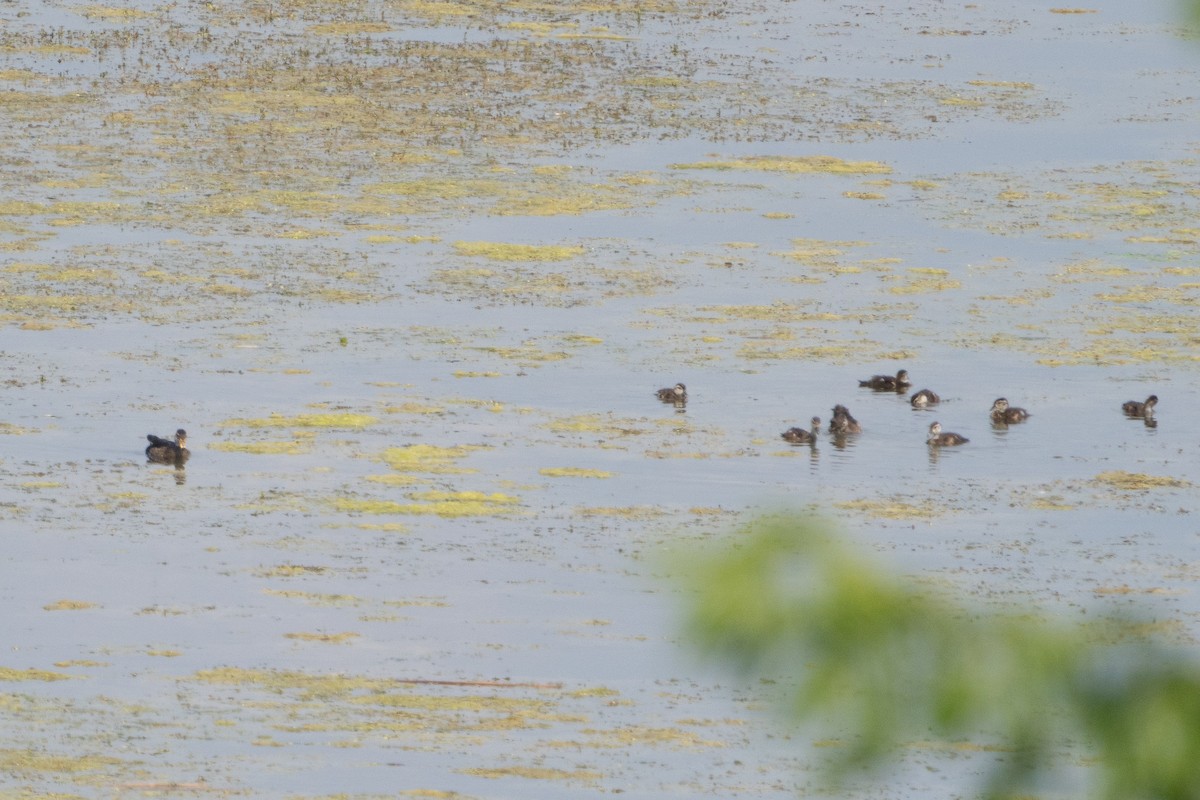 Wood Duck - ML638765490