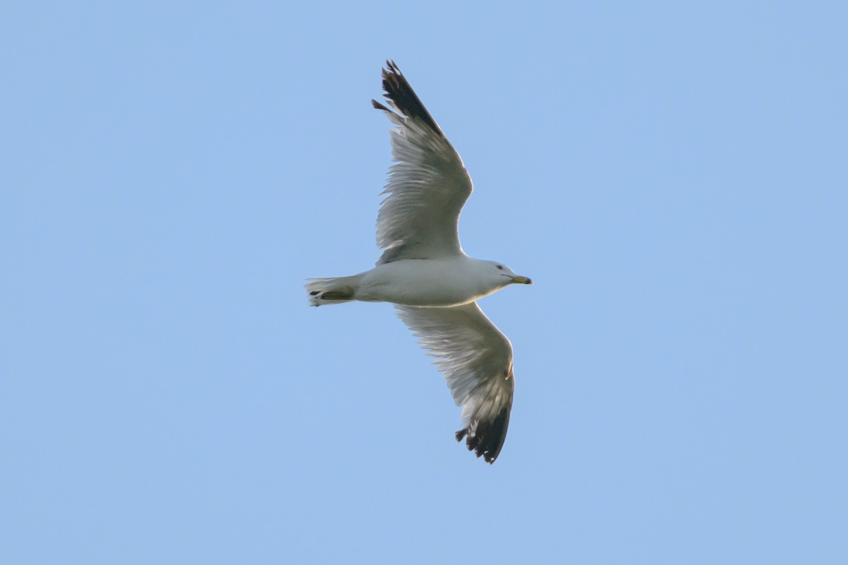 Ring-billed Gull - ML638765491