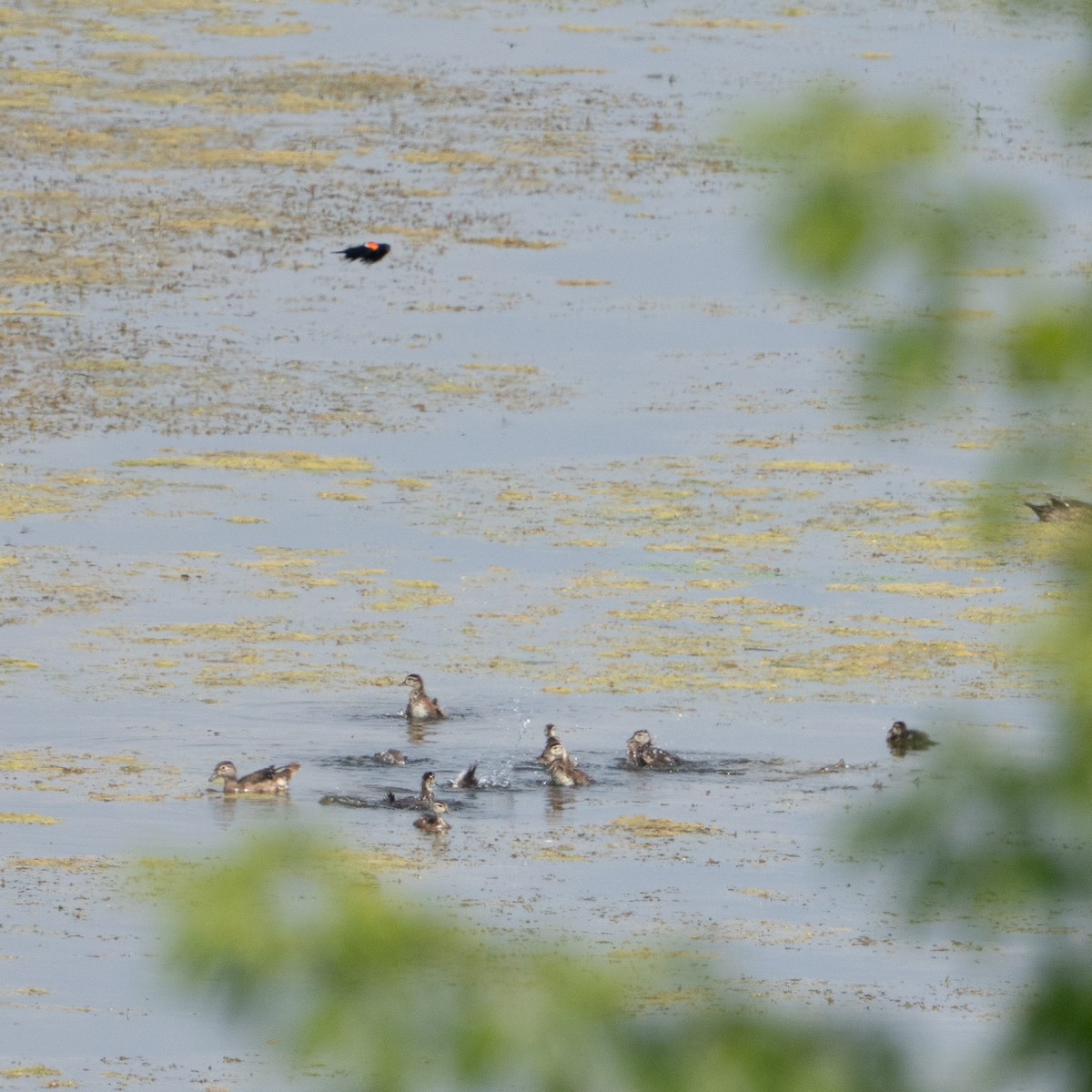 Wood Duck - ML638765492