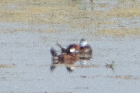 Ruddy Duck - ML638765494