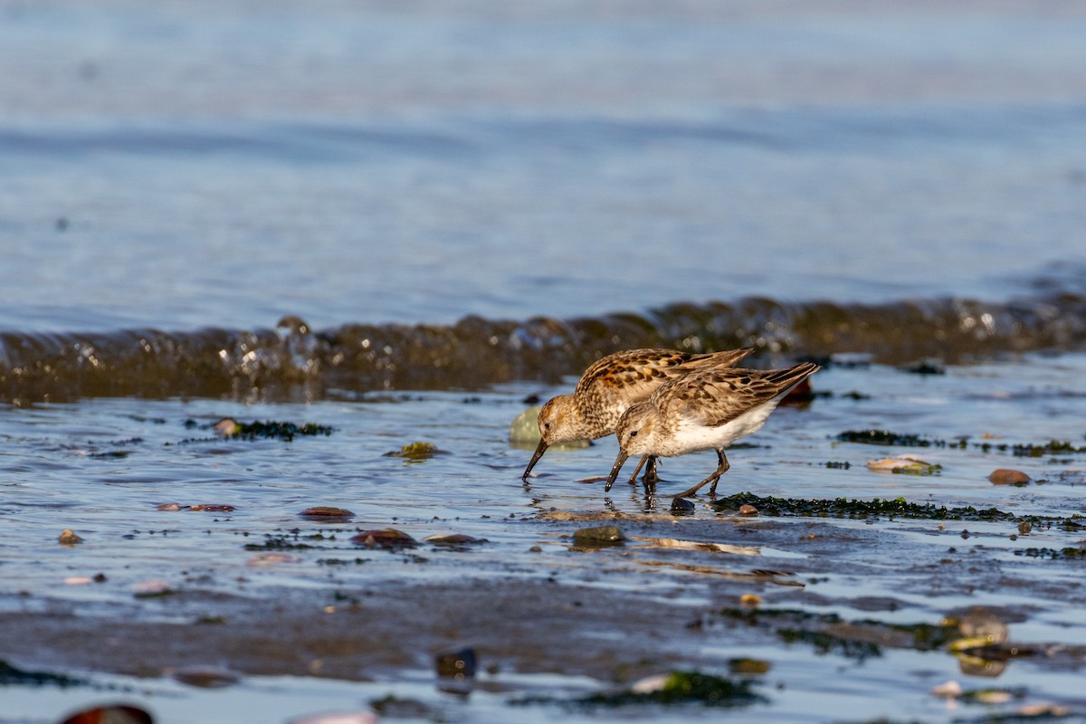 Western Sandpiper - ML638765512
