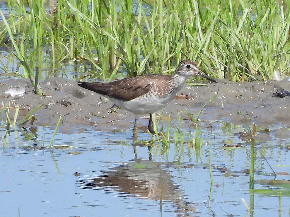 Solitary Sandpiper - ML638765518