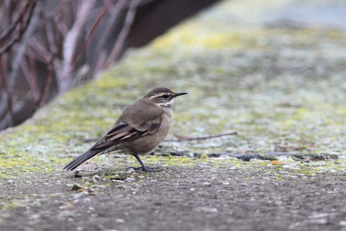 Buff-winged Cinclodes - ML638765536