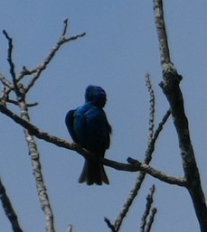 Indigo Bunting - ML638765565