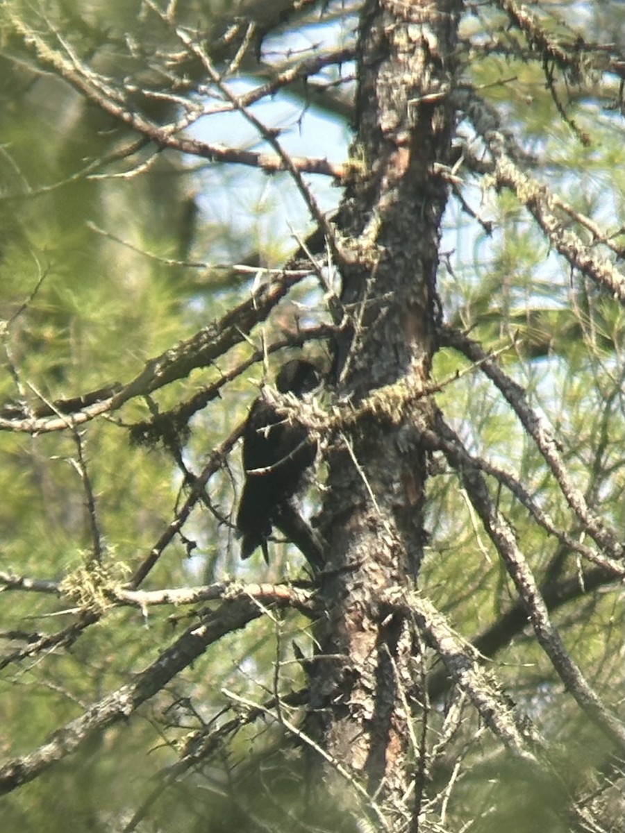 Black-backed Woodpecker - ML638765576