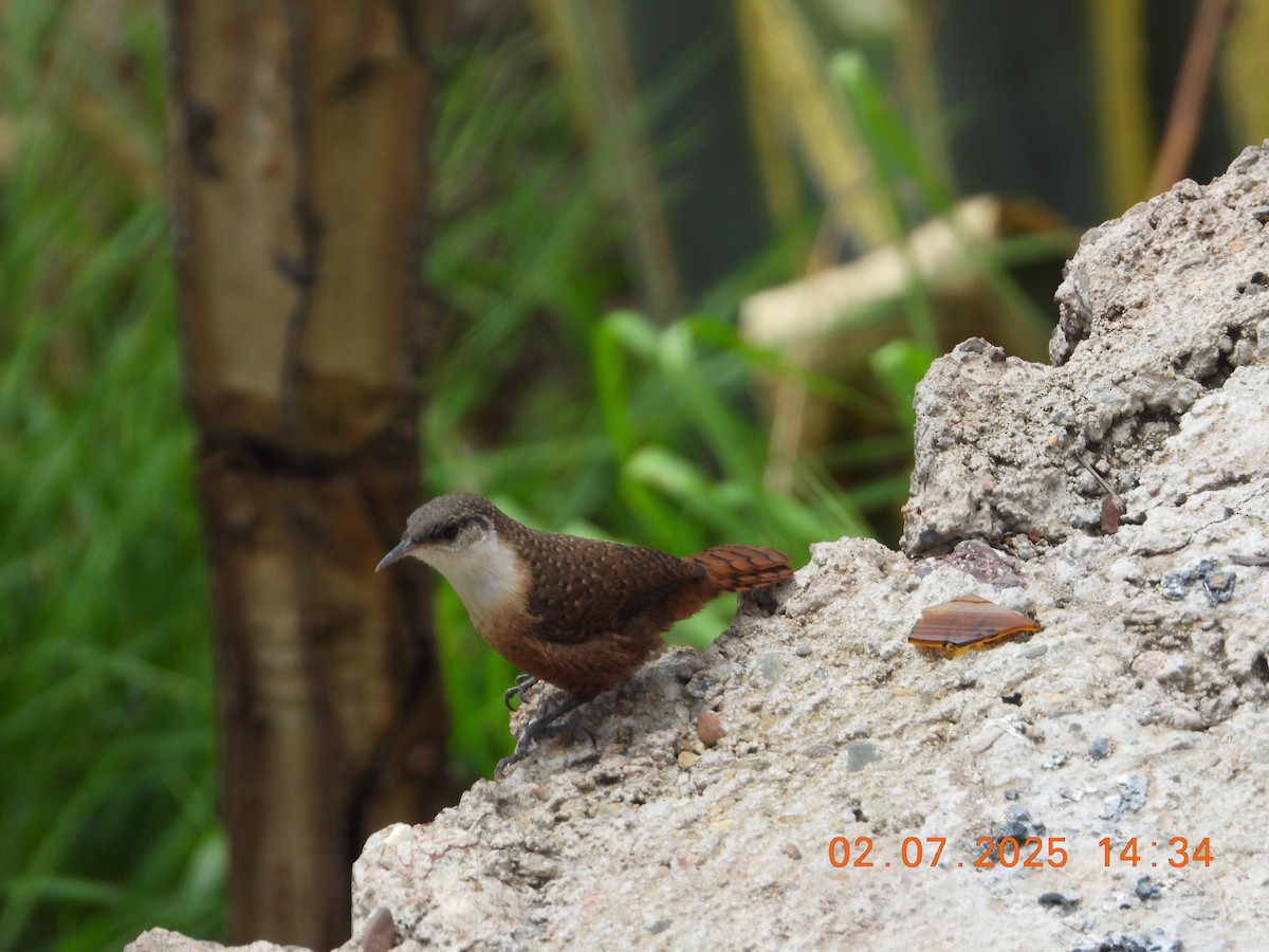 Canyon Wren - ML638765578
