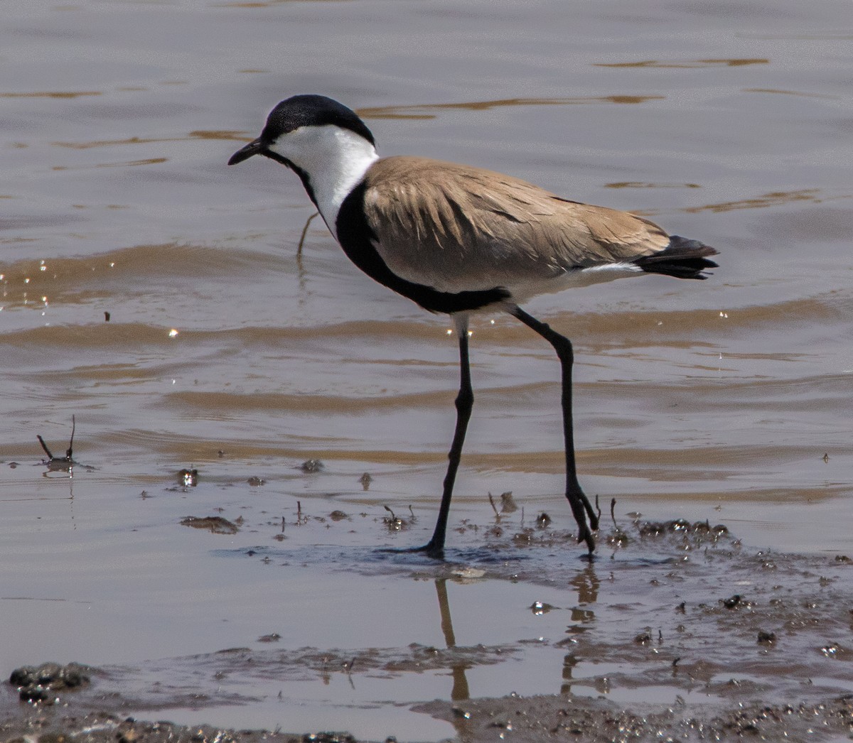 Spur-winged Lapwing - ML638765580