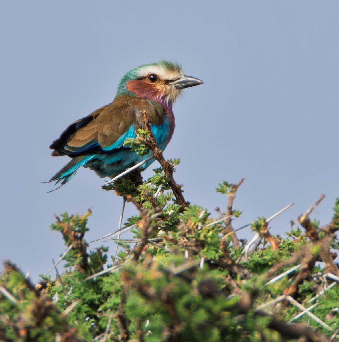 Lilac-breasted Roller - ML638765582