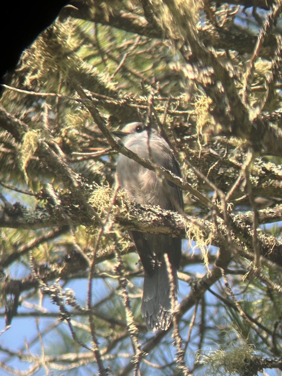 Canada Jay - ML638765584