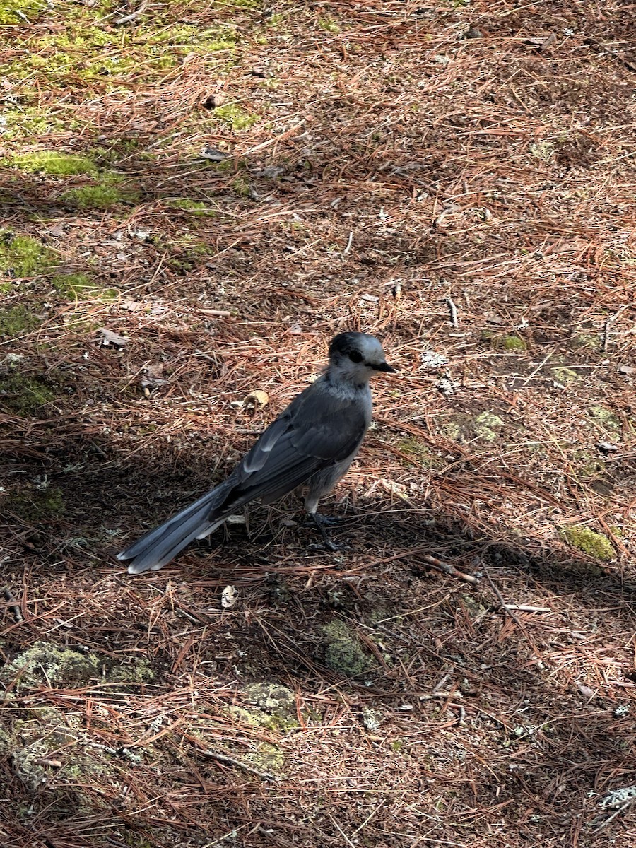 Canada Jay - ML638765585