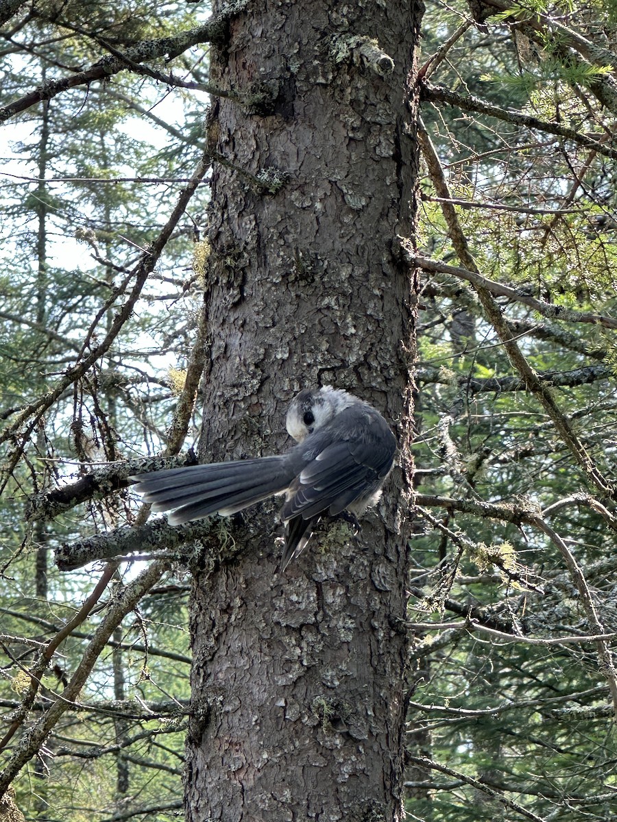 Canada Jay - ML638765586