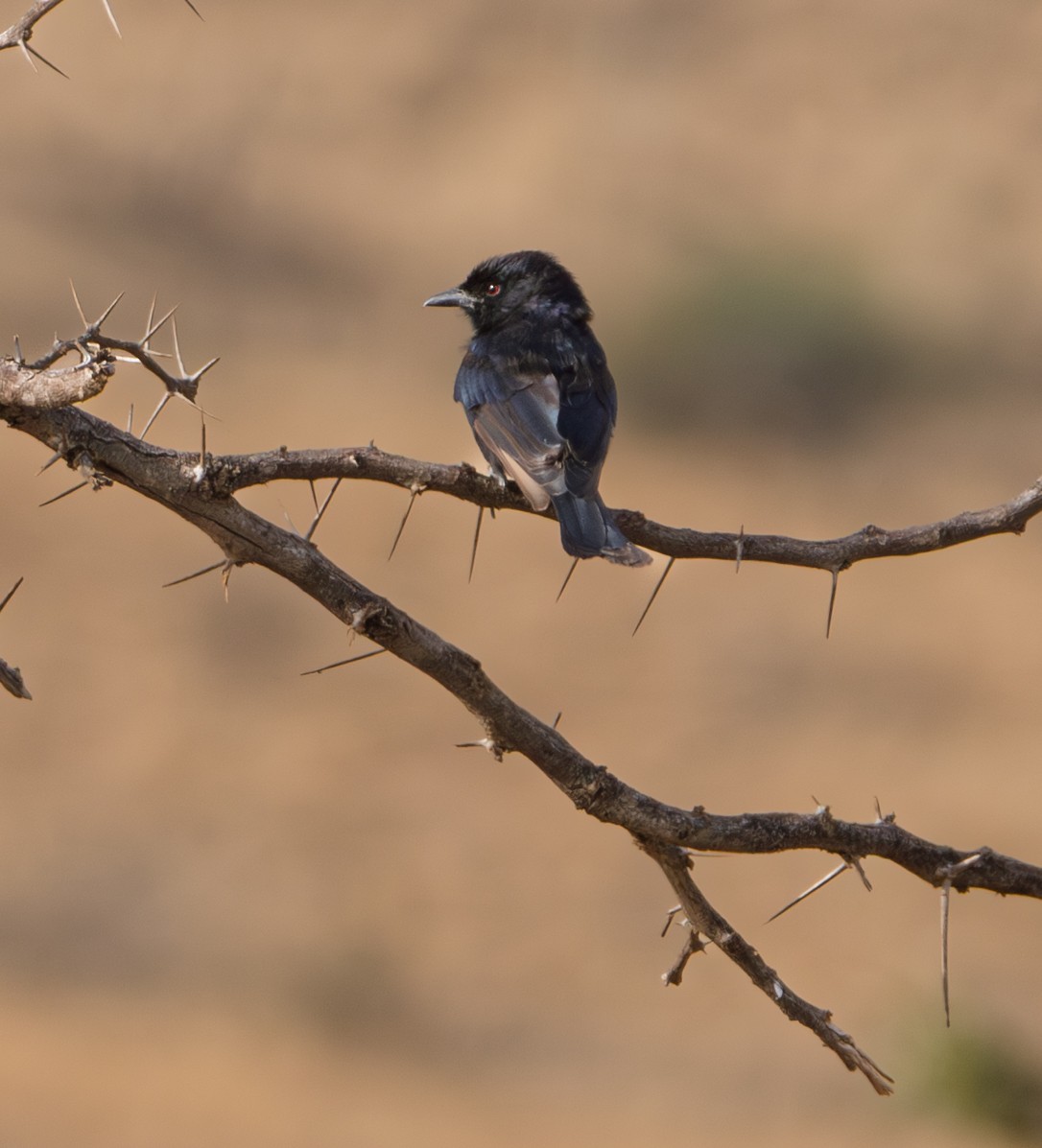 Fork-tailed Drongo - ML638765588