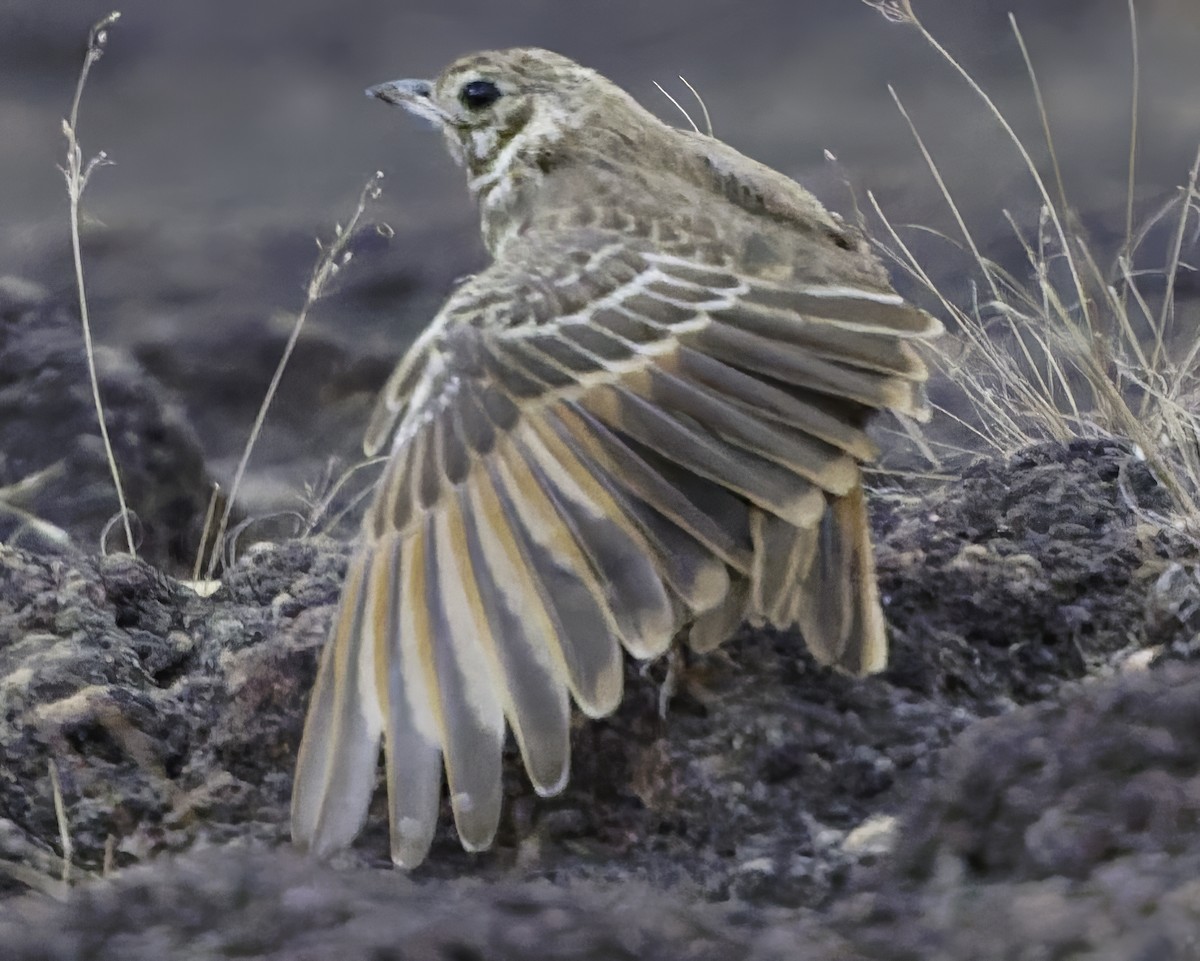 Rufous-rumped Lark - ML638765592