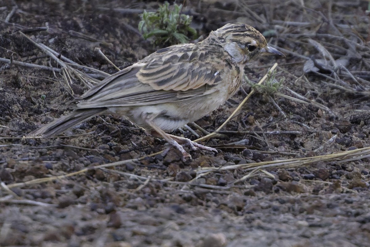 Rufous-rumped Lark - ML638765594