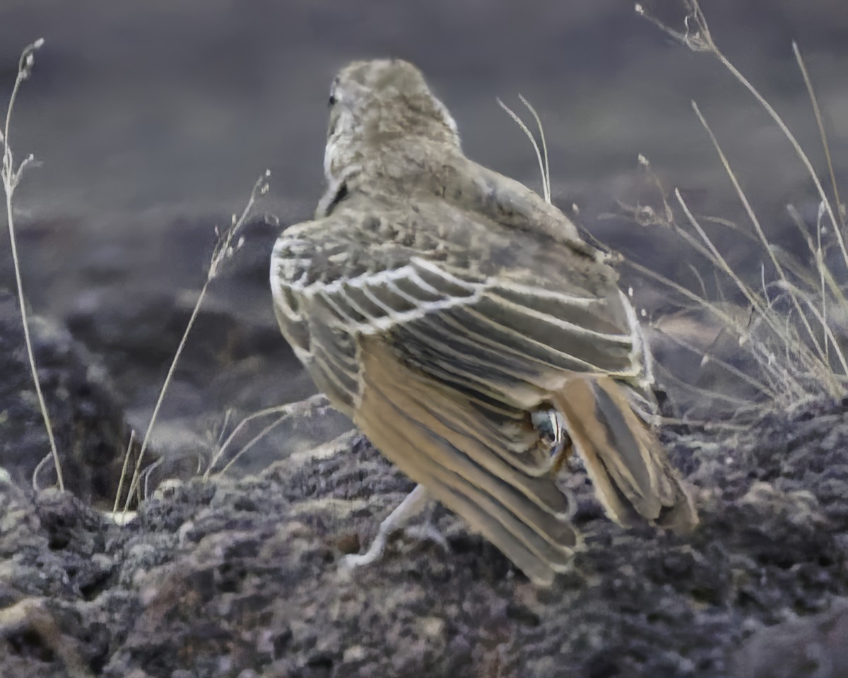 Rufous-rumped Lark - ML638765596