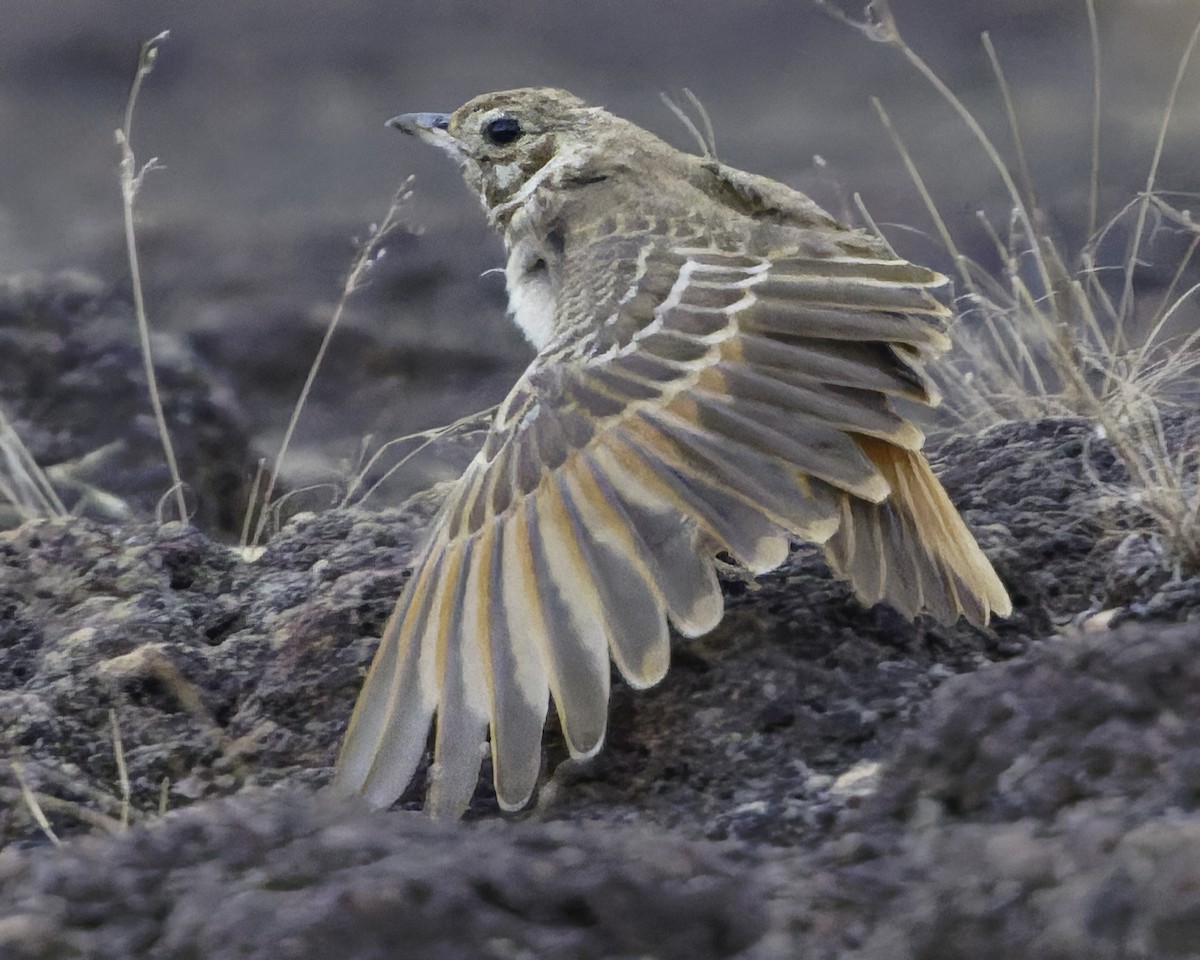 Rufous-rumped Lark - ML638765597