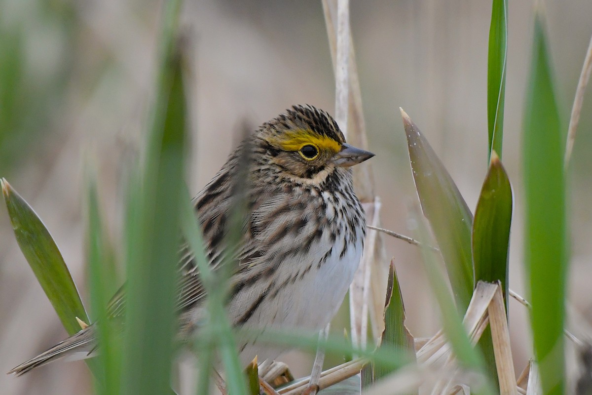 Savannah Sparrow - ML638765601