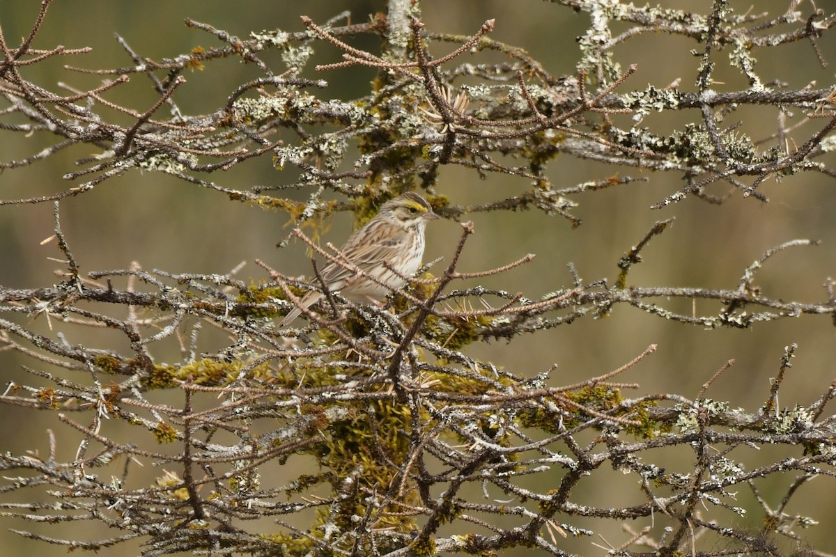 Savannah Sparrow - ML638765602