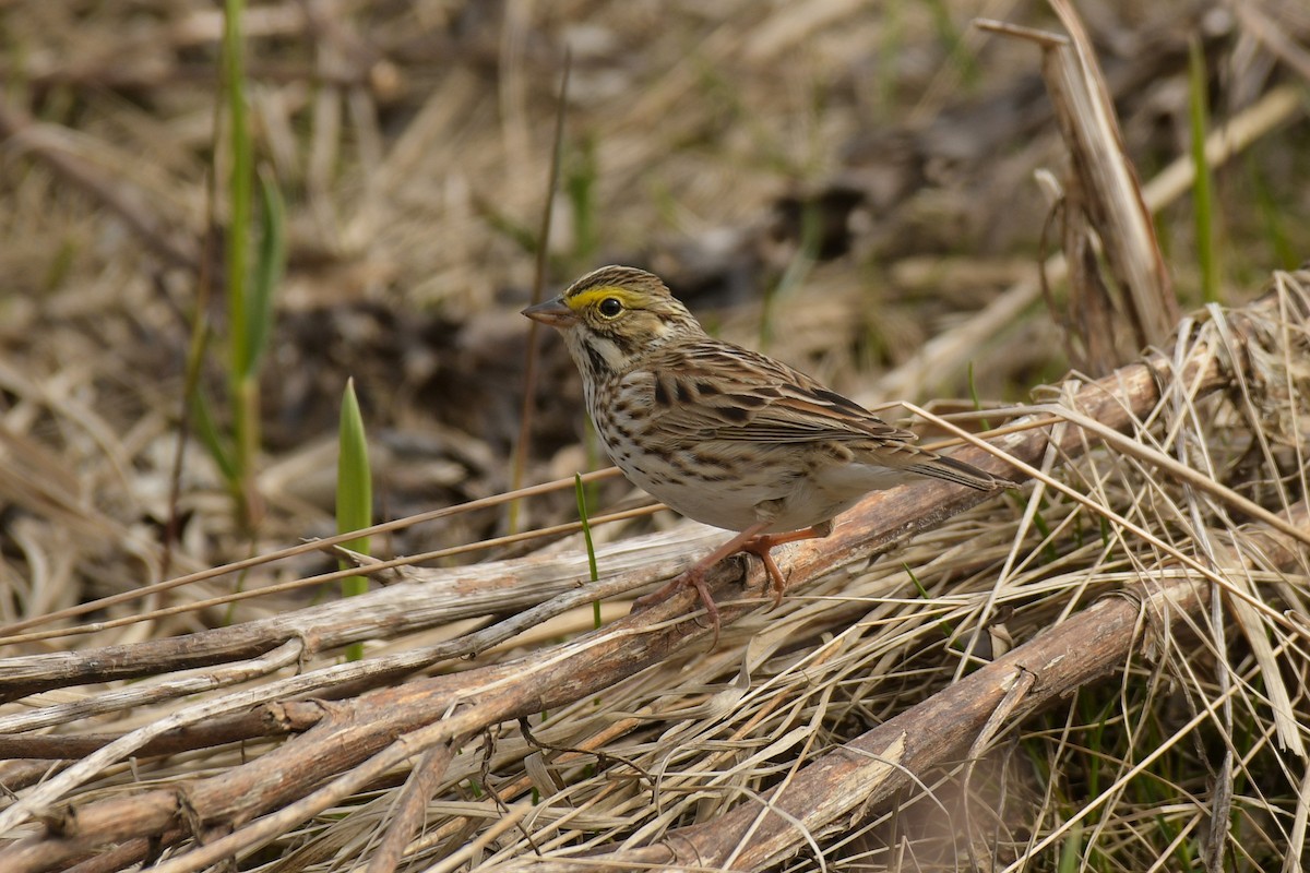 Savannah Sparrow - ML638765603