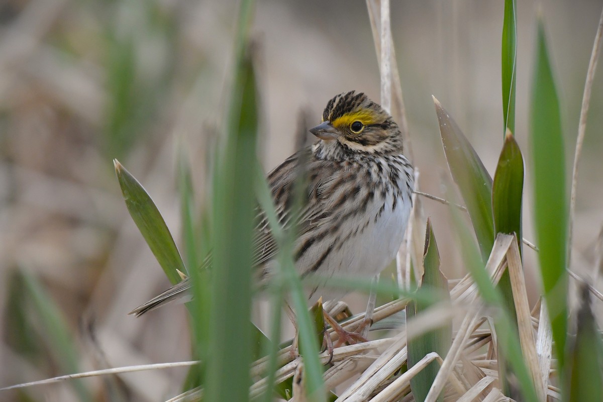 Savannah Sparrow - ML638765604