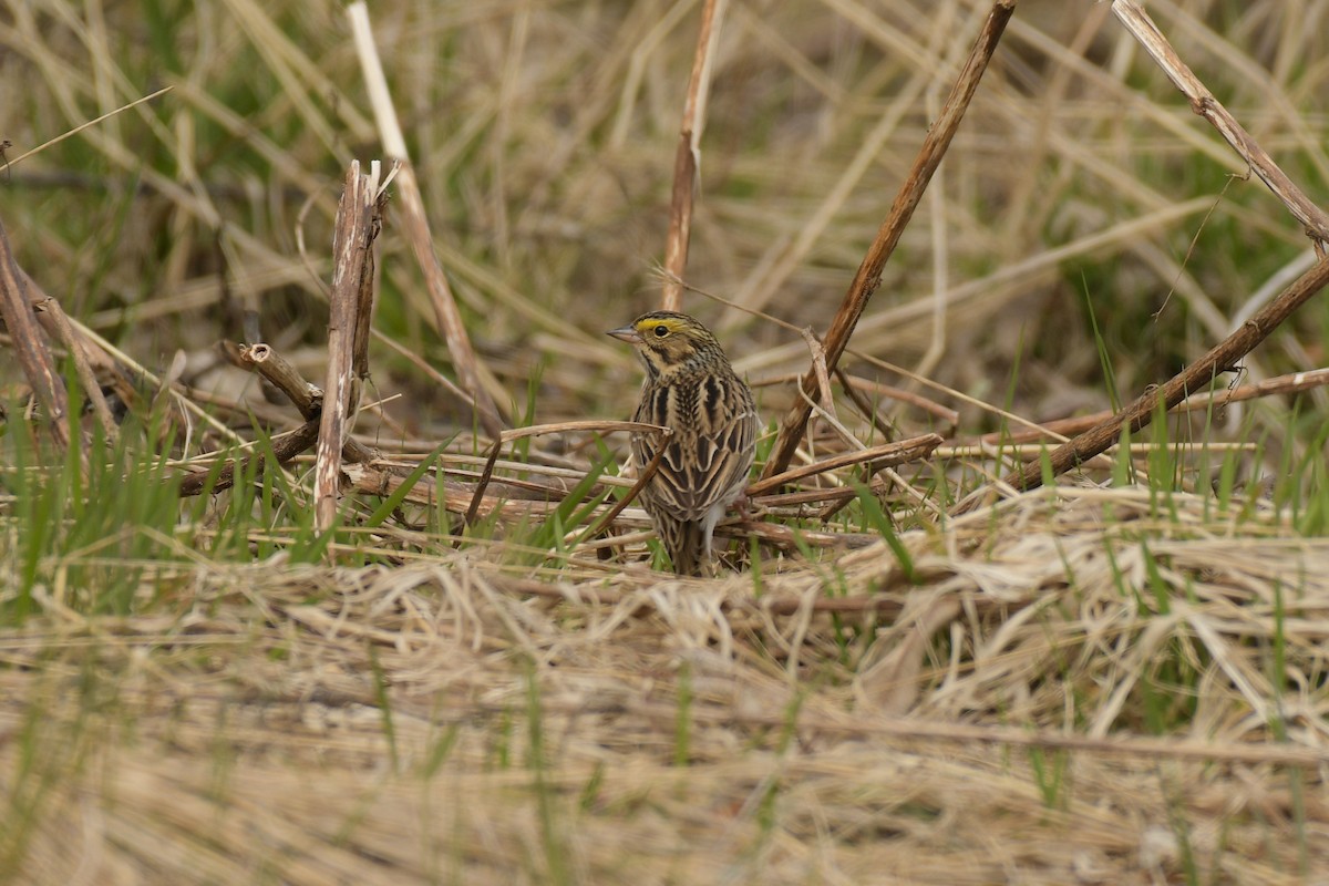 Savannah Sparrow - ML638765606