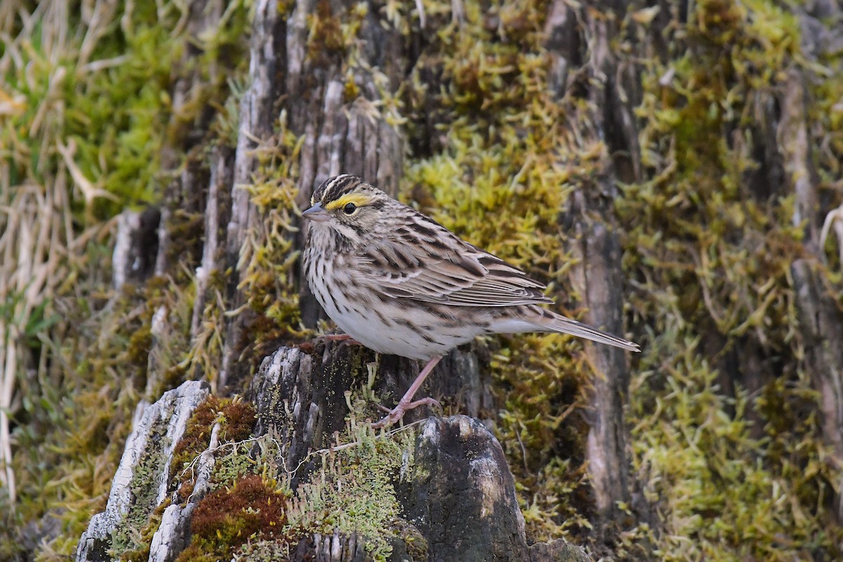 Savannah Sparrow - ML638765607