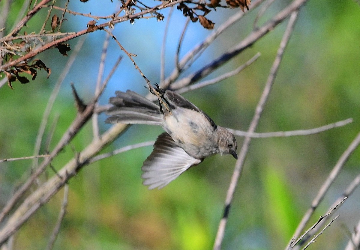 Bushtit - ML638765608