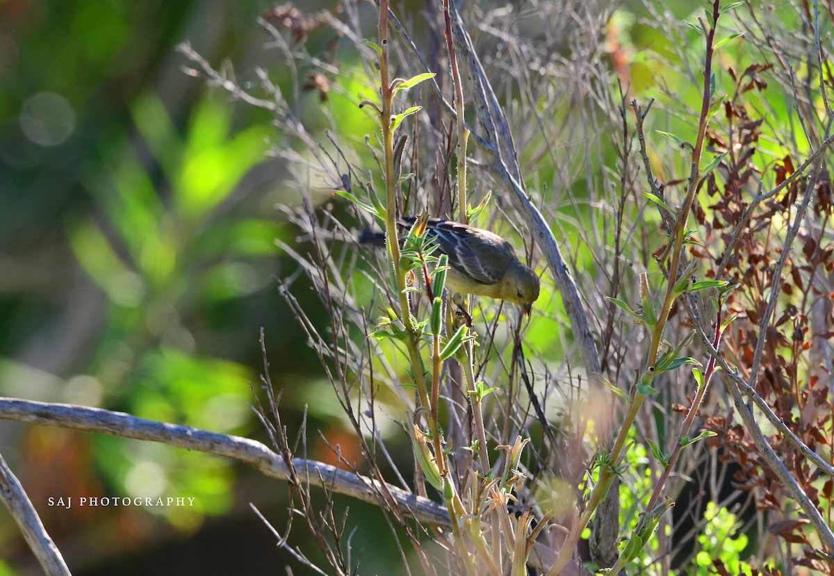 Lesser Goldfinch - ML638765615