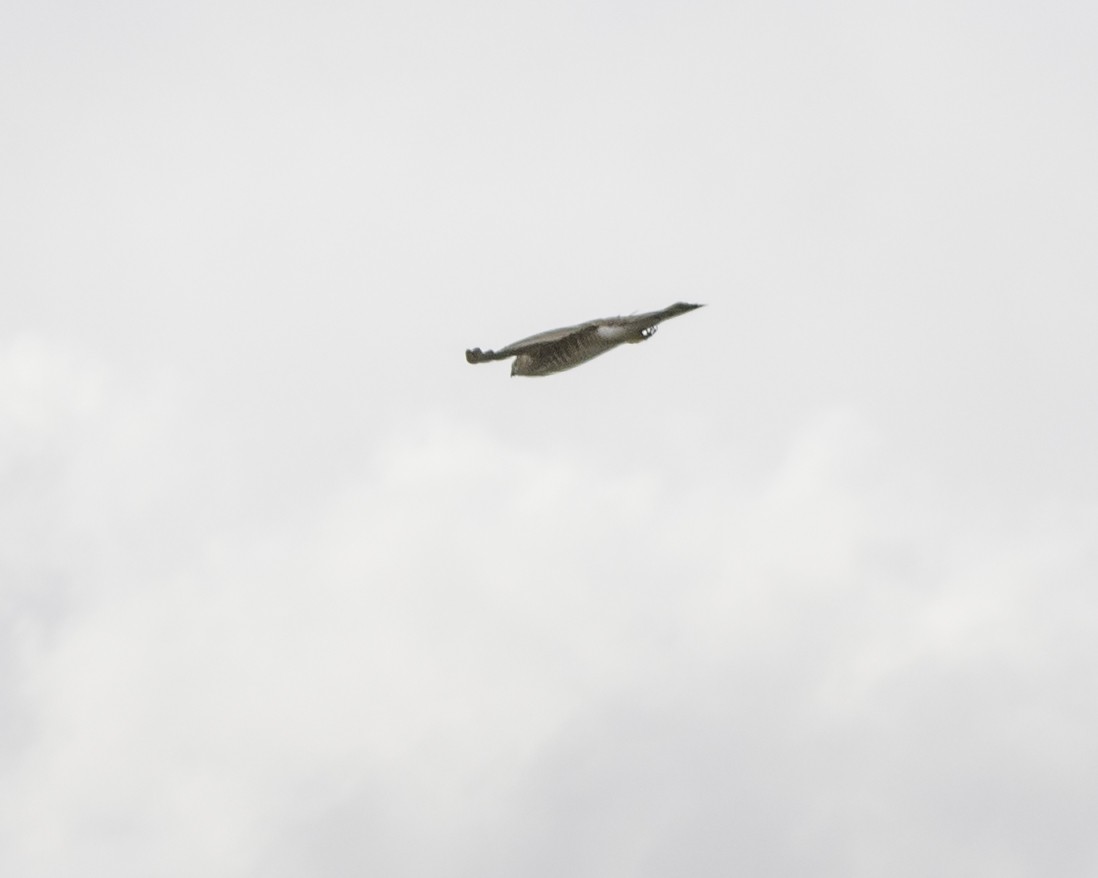 Northern Harrier - ML638765617