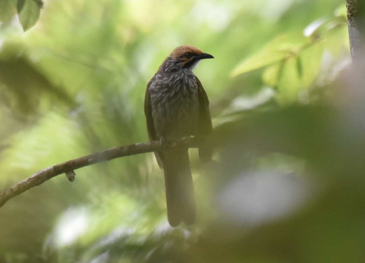 Straw-headed Bulbul - ML638765618