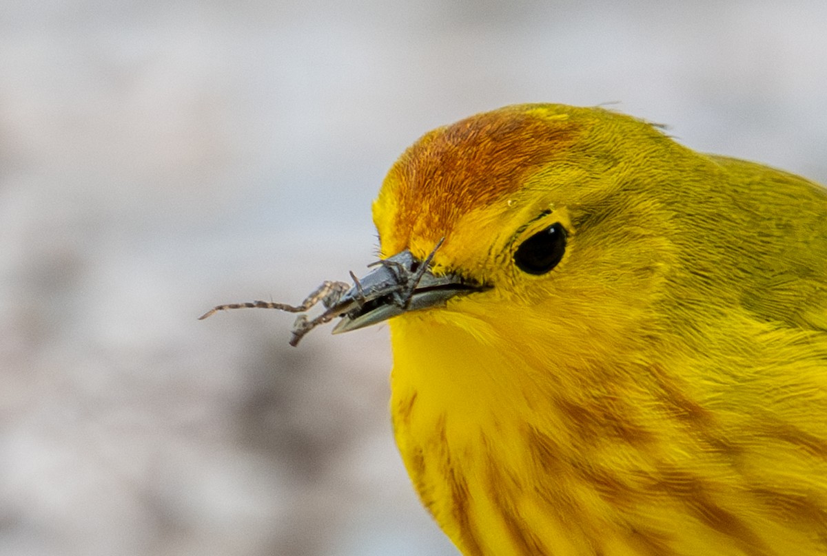 Yellow Warbler (Galapagos) - ML638765625