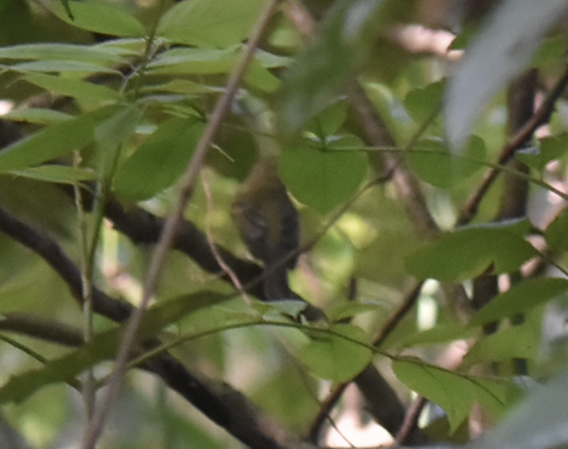 Green-backed Flycatcher - ML638765633