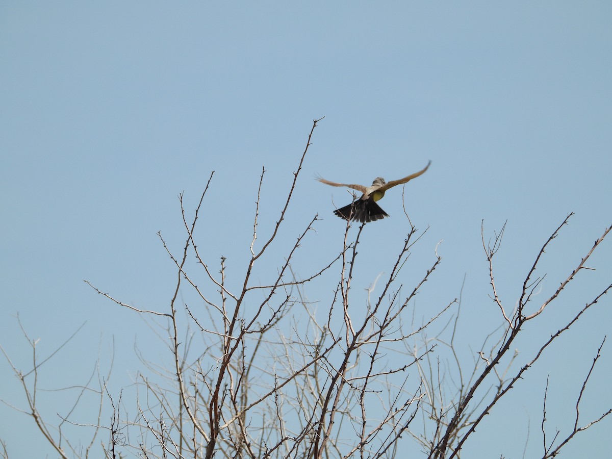 Western Kingbird - ML638765663