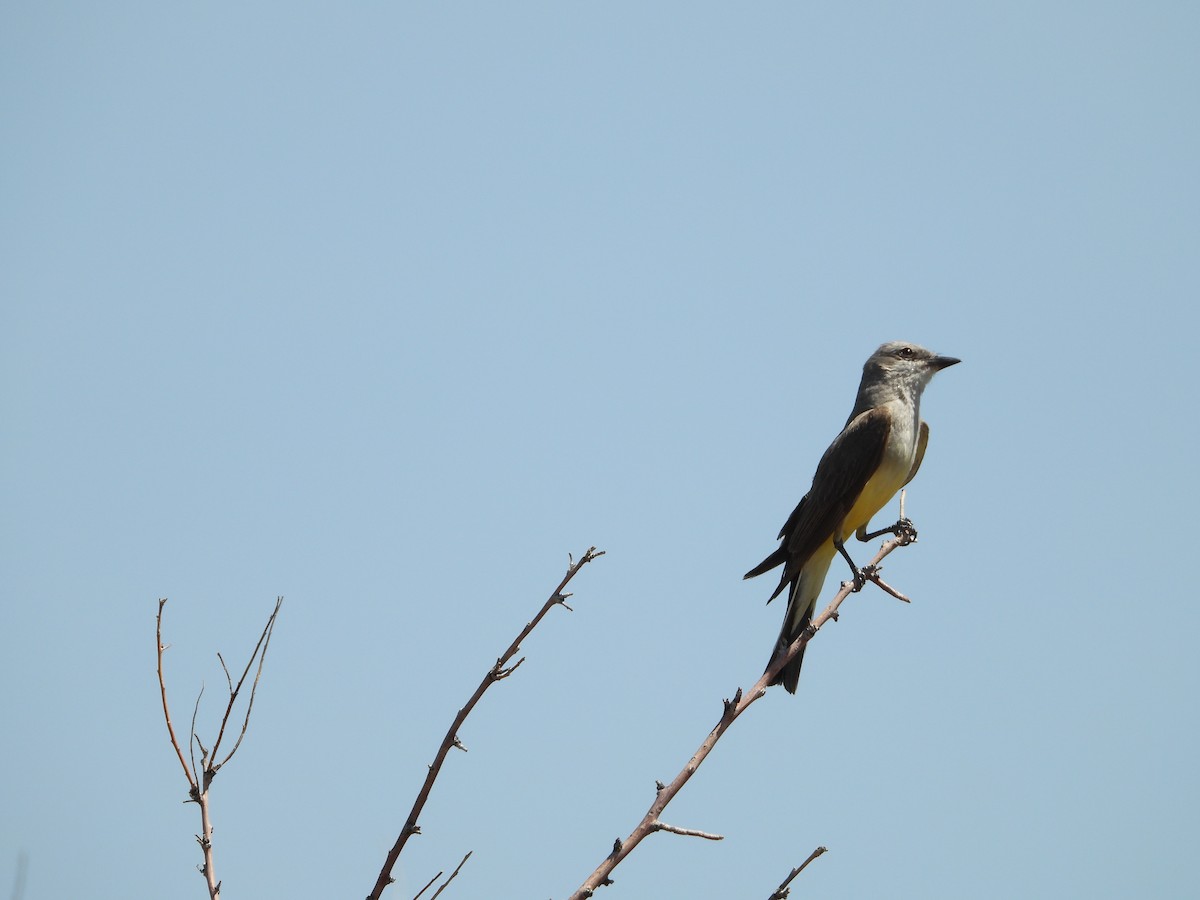 Western Kingbird - ML638765664