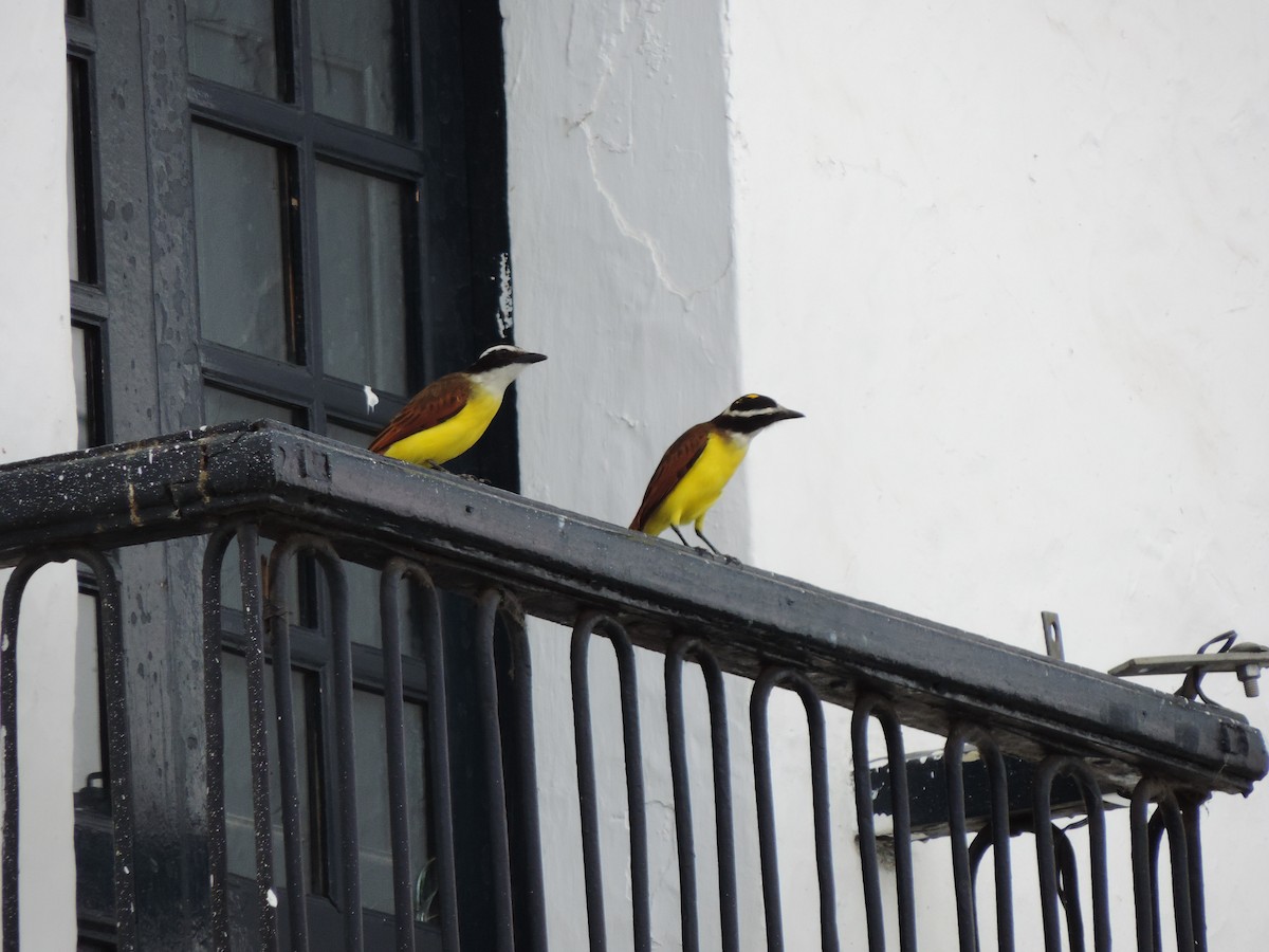 Great Kiskadee - ML638765669