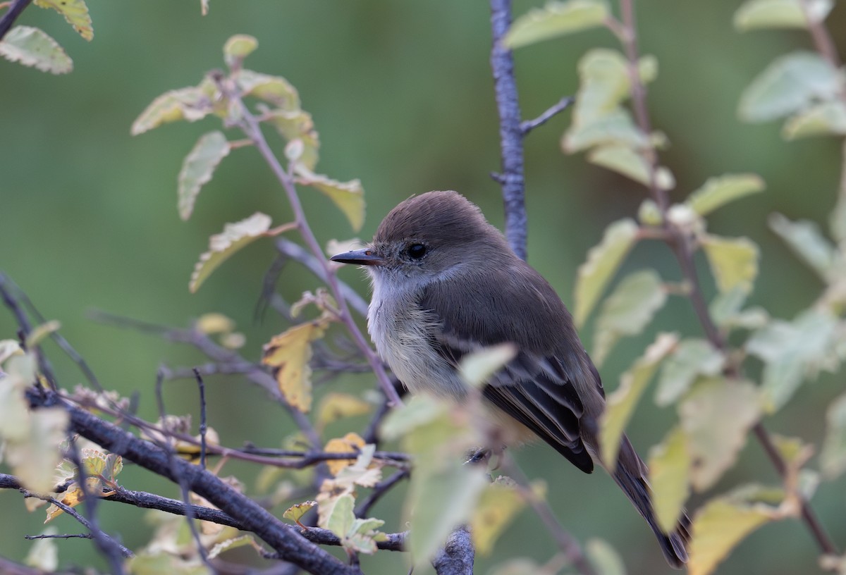 Galapagos Flycatcher - ML638765670