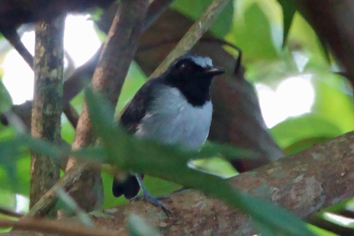 Ash-breasted Antbird - ML638765671