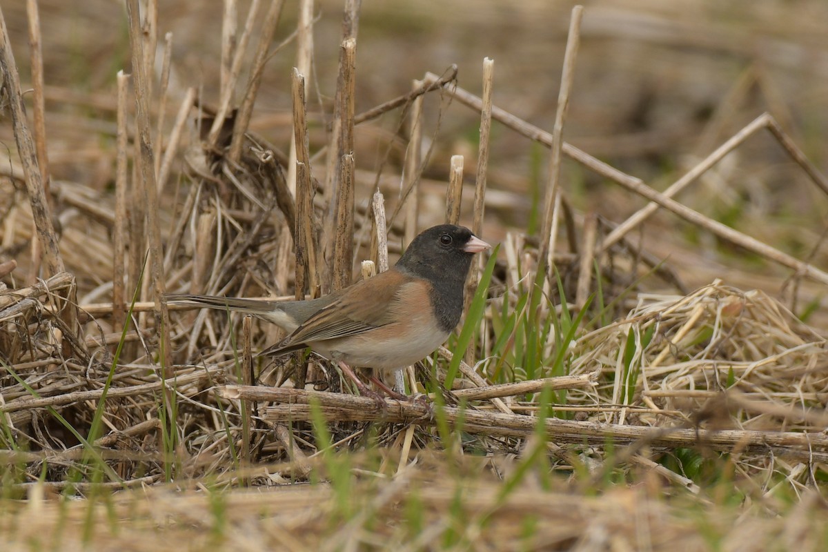 Dark-eyed Junco (Oregon) - ML638765672