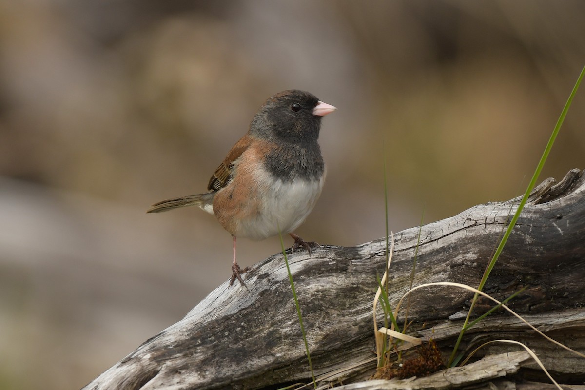 Dark-eyed Junco (Oregon) - ML638765673
