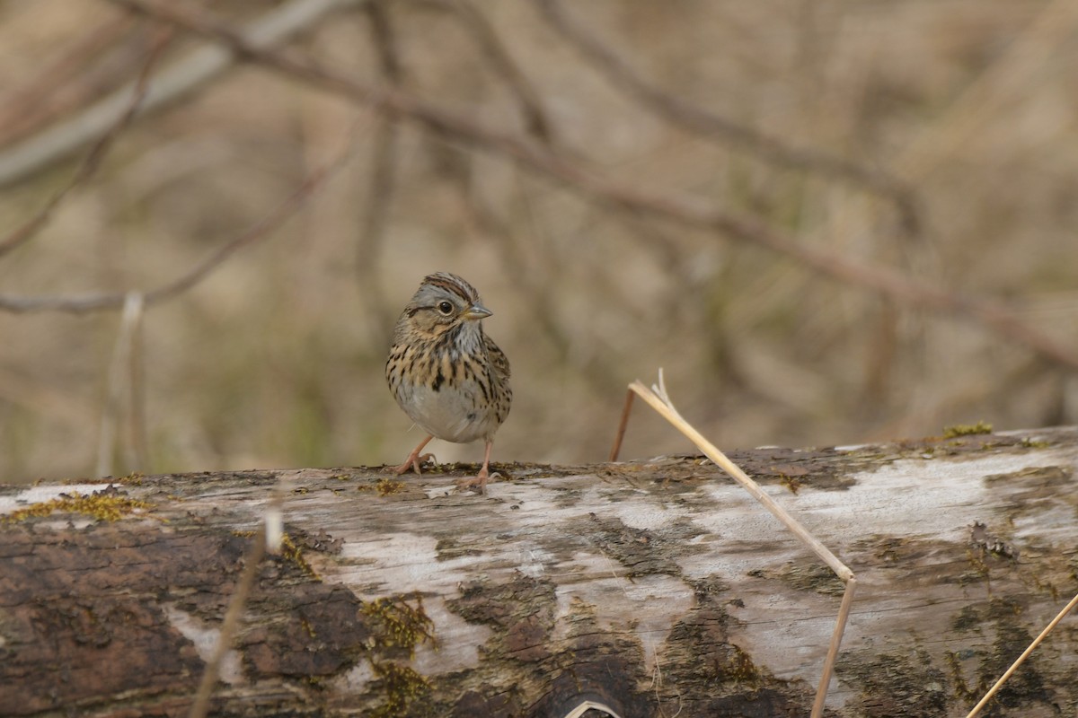 Lincoln's Sparrow - ML638765678