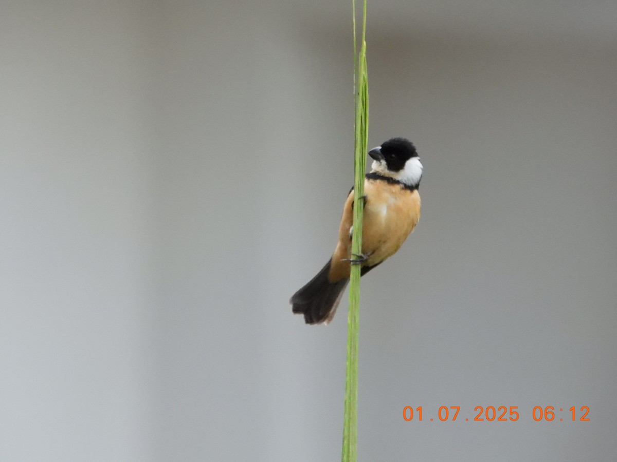 Cinnamon-rumped Seedeater - ML638765682