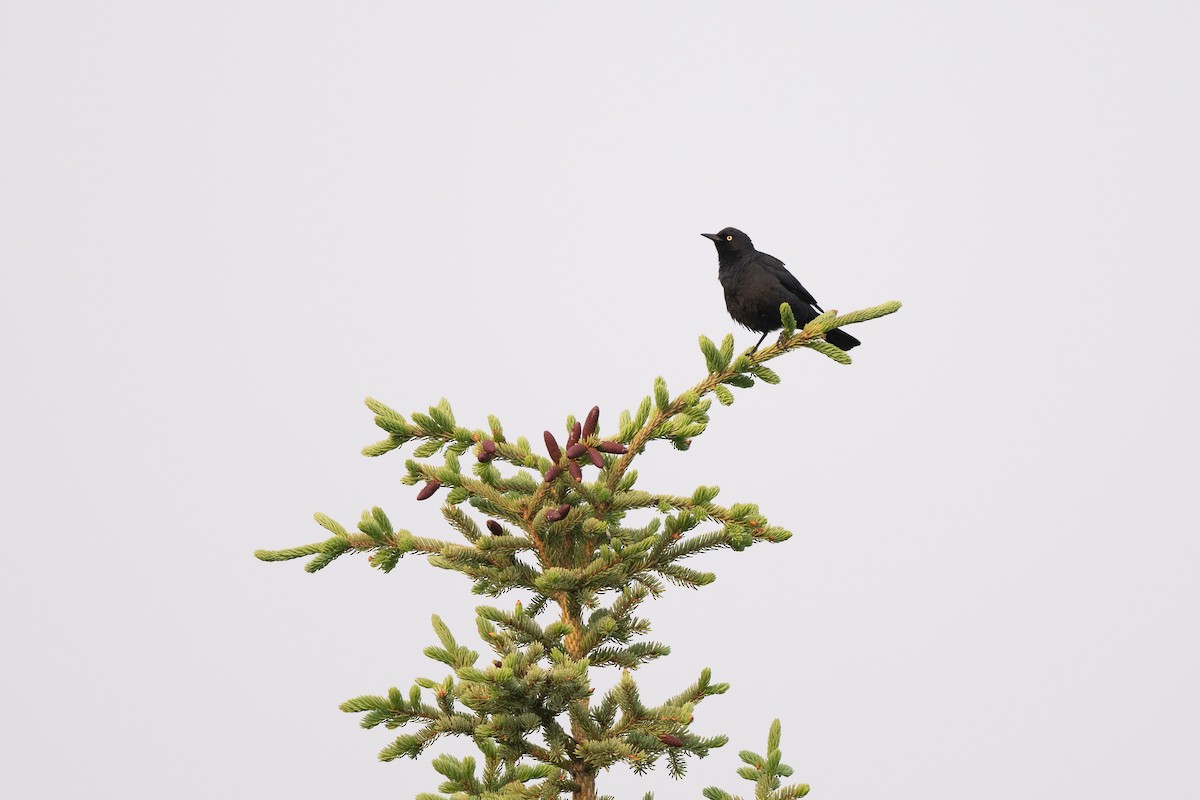 Rusty Blackbird - ML638765685
