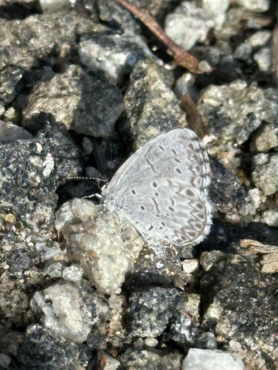 Northern Azure - ML638765696