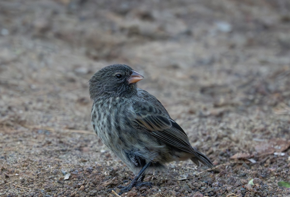 Small Ground-Finch - ML638765700